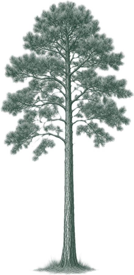 Longleaf pine